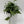 Pothos Cebu Blue