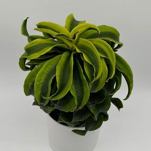 Dracaena Tornado