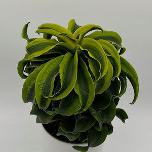 Dracaena Tornado