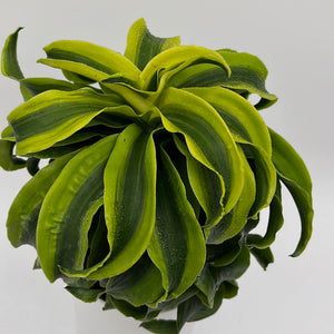 Dracaena Tornado
