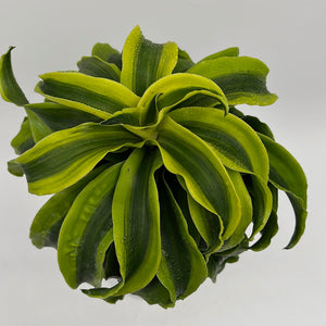 Dracaena Tornado