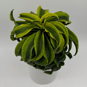 Dracaena Tornado