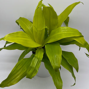 Dracaena Limelight