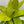 Dracaena Limelight