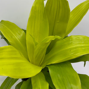 Dracaena Limelight