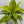 Dracaena Limelight