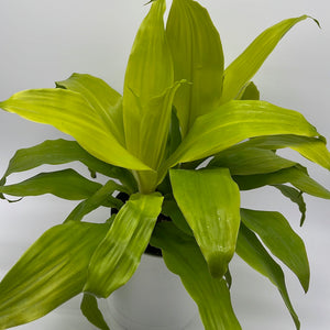 Dracaena Limelight