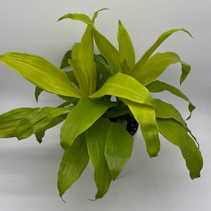 Dracaena Limelight