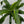 Dracaena Art