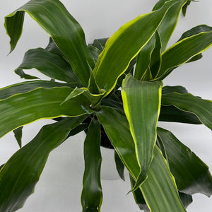 Dracaena Art