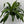Dracaena Art