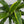 Dracaena Art