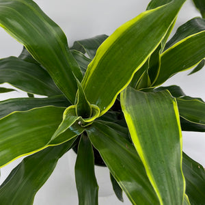 Dracaena Art