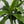 Dracaena Art