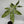 Variegated Money Tree