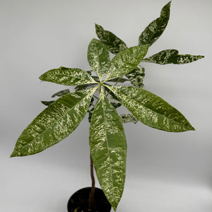 Variegated Money Tree
