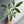 Variegated Money Tree
