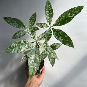 Variegated Money Tree