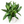 Aglaonema Pictum ‘Peacock’