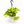 Pothos Neon