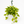 Pothos Neon Queen