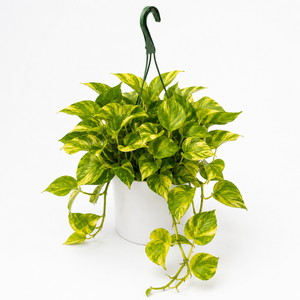 Pothos Neon Queen