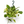 Pothos Marble Queen
