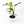 Monstera Burle Marx Flame