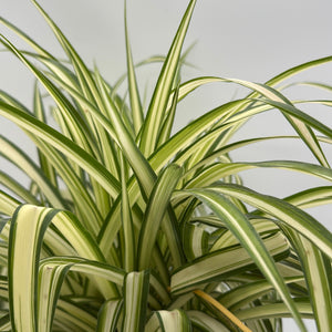 Inner Variegated Spider Plant