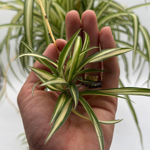 Inner Variegated Spider Plant