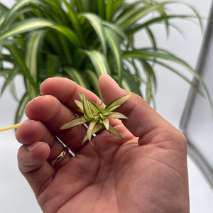 Variegated Hawaiian Spider Plant