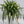 Variegated Hawaiian Spider Plant