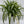 Variegated Hawaiian Spider Plant