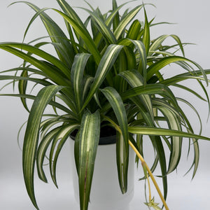 Variegated Hawaiian Spider Plant