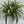 Variegated Hawaiian Spider Plant