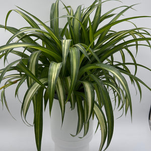 Variegated Hawaiian Spider Plant