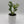 Rhaphidophora Tetrasperma (Mini Monstera)