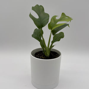 Rhaphidophora Tetrasperma (Mini Monstera)