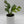 Rhaphidophora Tetrasperma (Mini Monstera)