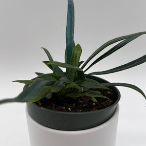 Blue Oil Fern