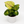Syngonium 'Orn Thong'
