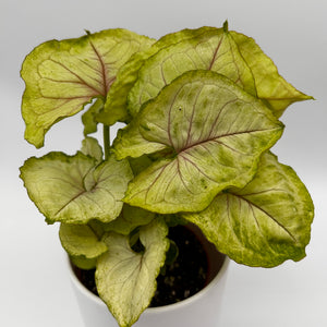 Syngonium Podophyllum ‘Kiwi’