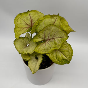 Syngonium Podophyllum ‘Kiwi’