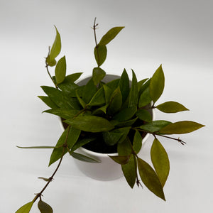 Hoya ‘Nona’