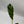 Variegated Banana Musa Nono