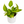 Pothos 'Sao Paulo'