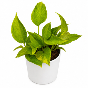 Pothos 'Sao Paulo'