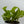 Pothos 'Sao Paulo'