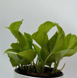 Pothos 'Sao Paulo'
