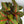 Aglaonema Red Emerald